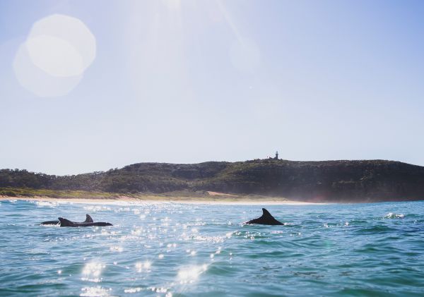 Dolphins swimming off the coast, Palm Beach