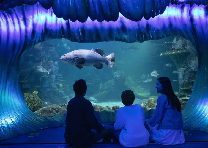 Family enjoying their visit to SEA LIFE Sydney Aquarium, Darling Harbour