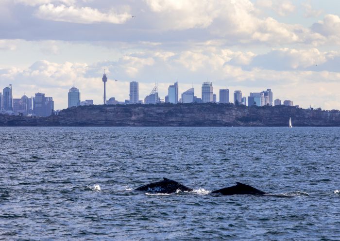 Two humpback whales passing through Sydney during their migration up the NSW coastline.