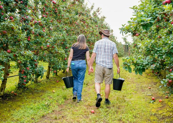 Couple picking apples in the orchard at TNT Produce, Richmond
