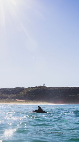 Dolphins swimming at Palm Beach