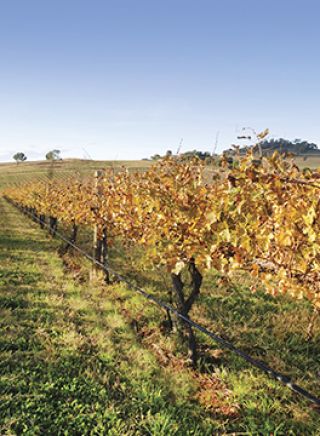  Vineyard in Mudgee, Country NSW