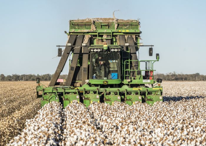 Farmer picking cotton on a farm in Moree, Country NSW