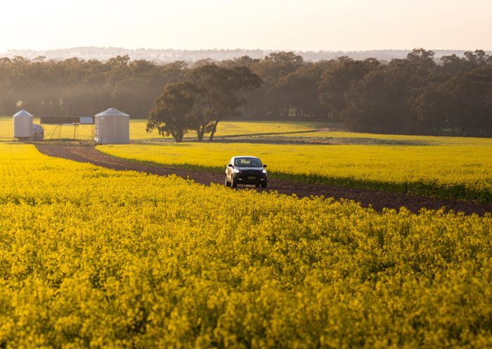 A car travels past the vibrant golden canola fields in Temora Shire, Temora