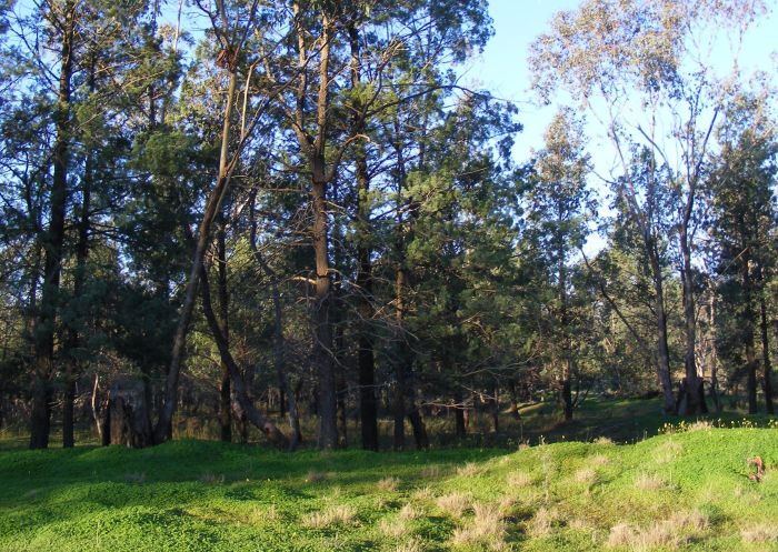 View of bushland at Kindra State Forest, Coolamon