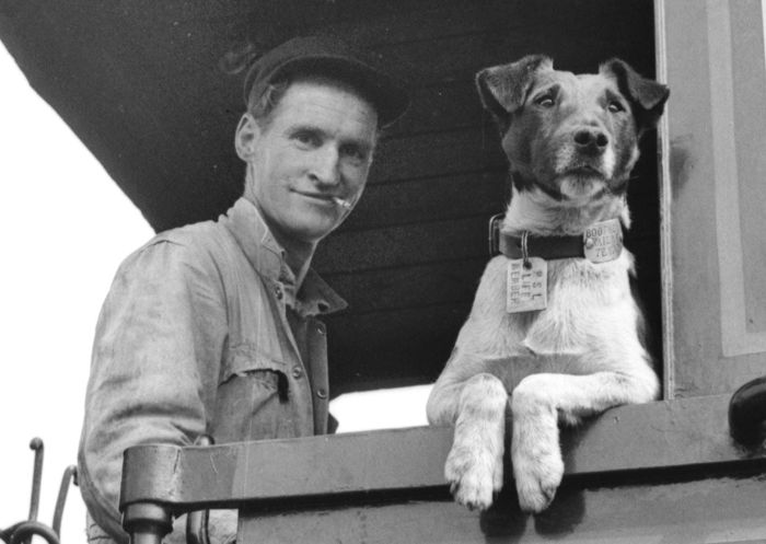 Bluey and Boofhead, a fox terrier that rode the state train network in the 1960s - Railway Temora - Temora