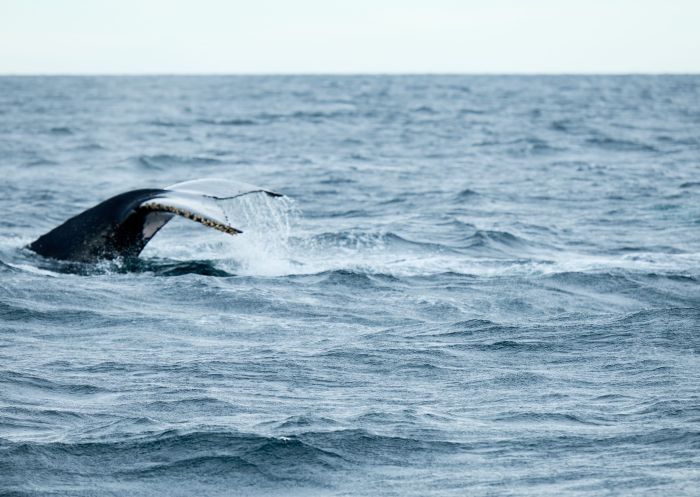 Whale breaching at Wine Knot Tours, Mollymook