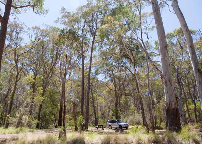 A four-wheel drive vehicle is parked amongst the ironbark gum trees at Coxs Creek Campground, Coolah Tops National Park