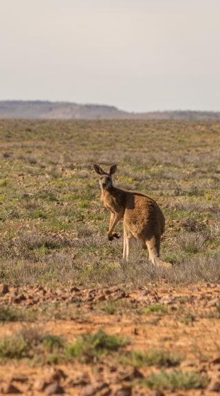 Sturt National Park at Tibooburra in Corner Country, Outback NSW