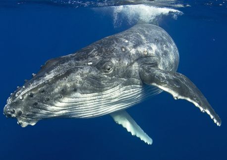 Whale watching, Merimbula