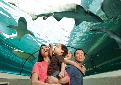 A family watching sharks at the Sea Life Sydney Aquarium, Darling Harbour