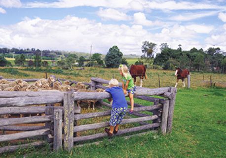 Farmstay in Macarthur