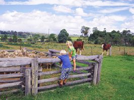 Farmstay in Macarthur Farmstay in Macarthur