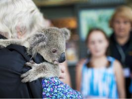 A koala at the Port Macquarie Koala Hospital in North Coast Port Macquarie Koala Hospital