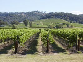 Scenic view of Lindemans Winery in Pokolbin Lindemans Winery, Pokolbin