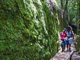 The Moss Wall at Boarding House Dam, Watagan Mountains in Lake Macquarie Moss Wall, Watagan Mountains, Lake Macquarie