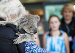 A koala at the Port Macquarie Koala Hospital in North Coast Port Macquarie Koala Hospital