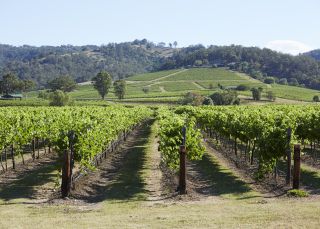 Scenic view of Lindemans Winery in Pokolbin Lindemans Winery, Pokolbin