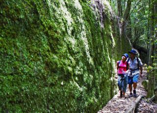 The Moss Wall at Boarding House Dam, Watagan Mountains in Lake Macquarie