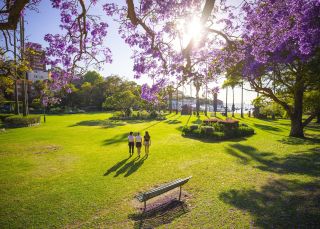Jacaranda trees in full bloom in Milson Park, Kirribilli