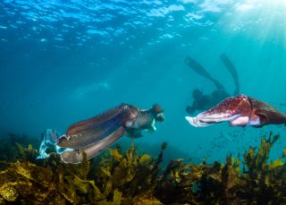 Giant cuttlefish and snorkeler at Shelly Beach - Credit: Pete McGee