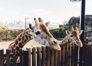 Taronga Zoo