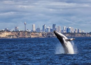 Whale watching in Sydney