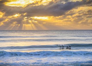 Dolphins in the surf at Seven Mile Beach, on the NSW South Coast - Credit: Andy Hutchinson