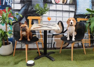 Dog enjoying treats at Honkas Bar & Eats, Potts Point 