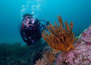 A scuba diver exploring soft coral reefs, Kurnell