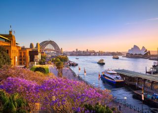 Jacarandas, Sydney Harbour