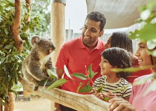 Family get up close to Koalas , Sydney Zoo, Eastern Creek