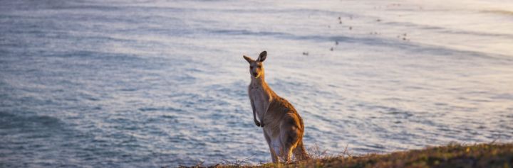 Kangaroo grazing on Look At Me Now Headland, Emerald Beach