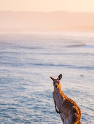 Kangaroo grazing on Look At Me Now Headland, Emerald Beach