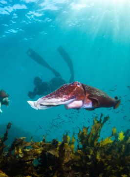 Giant cuttlefish and snorkeler at Shelly Beach - Credit: Pete McGee