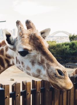 Giaraffe greeting people, Taronga Zoo, Mosman