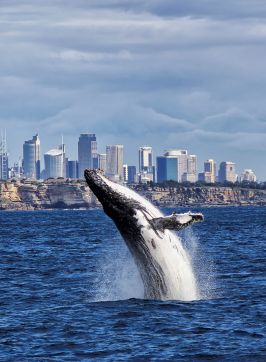 Whale watching in Sydney