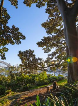 ハーバーブリッジの眺めと緑豊かな木々