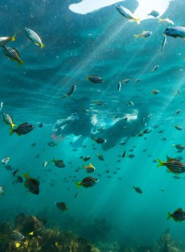 Snorkelling at Shelly Beach, Manly