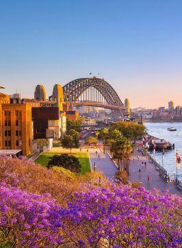 Jacarandas, Sydney Harbour