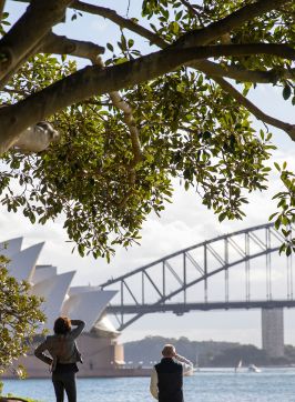 Couple looking out to the view, The Royal Botanic Garden, Sydney 
