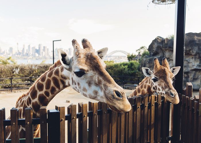 Curious giraffes at Taronga Zoo in Mosman, Sydney