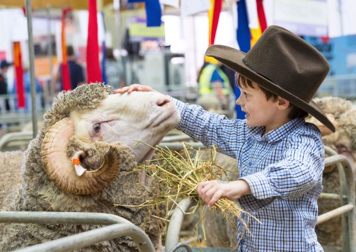 A boy petting a ram at the Sydney Royal Easter Show