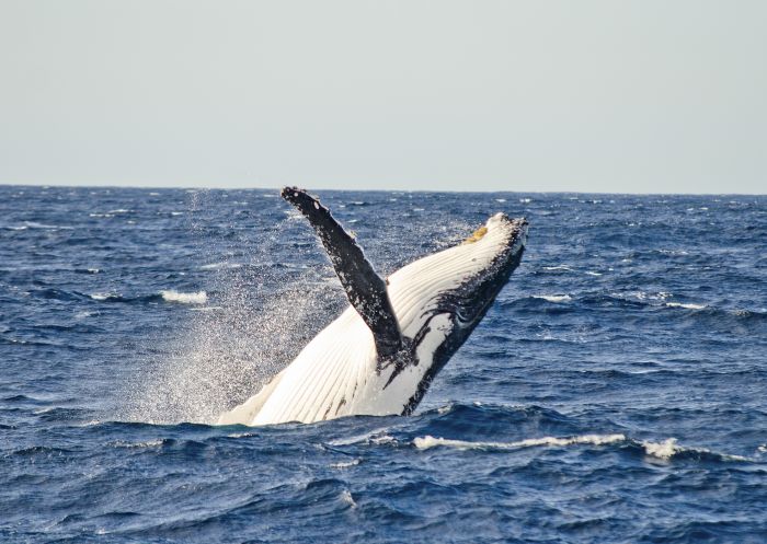 Spot a whale, Sydney Harbour