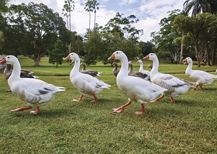 Resident ducks waddling across the lawns in Centennial Parklands, Moore Park