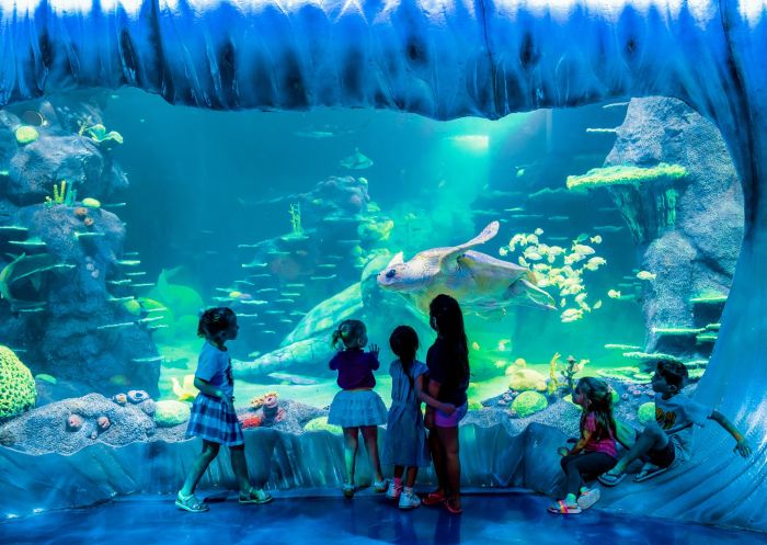 A massive loggerhead turtle swims by in all new Day and Night on the Reef exhibit at SEA LIFE Sydney Aquarium at Darling harbour, Sydney City