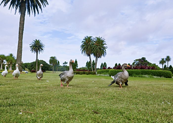 Centennial Parklands, Moore Park Resident ducks waddling across the lawns in Centennial Parklands, Moore Park