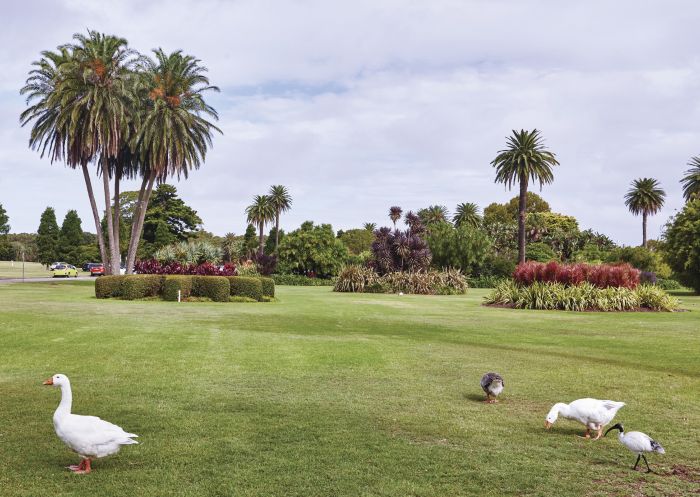Resident ducks waddling across the lawns in Centennial Parklands 