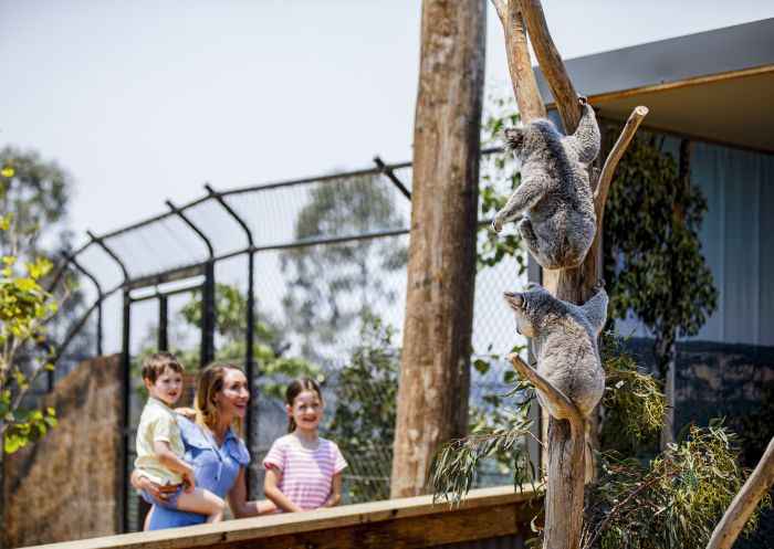 Sydney Zoo, Bungarribee Mother and children viewing the resident koalas at Sydney Zoo, Bungarribee in Sydney West