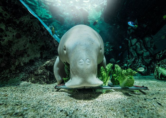 Dugong in SEA LIFE Sydney Aquarium Dugong in SEA LIFE Sydney Aquarium
